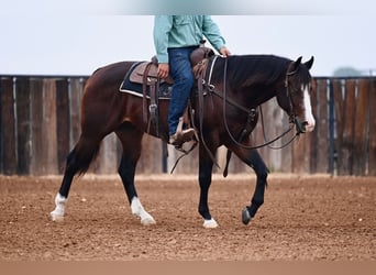 American Quarter Horse, Castrone, 2 Anni, Baio ciliegia