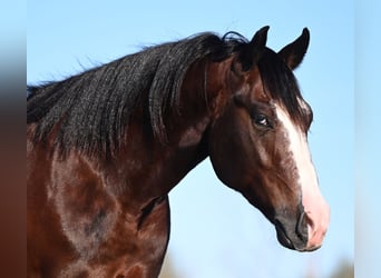 American Quarter Horse, Castrone, 2 Anni, Baio ciliegia