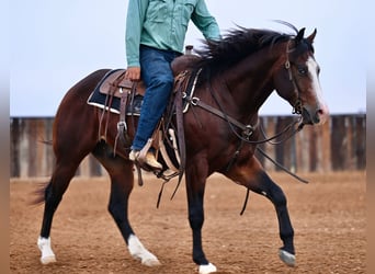 American Quarter Horse, Castrone, 2 Anni, Baio ciliegia