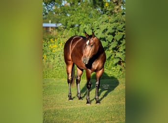 American Quarter Horse, Castrone, 2 Anni, Baio ciliegia