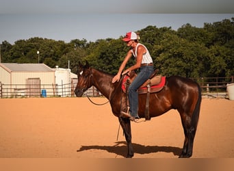 American Quarter Horse, Castrone, 2 Anni, Baio ciliegia