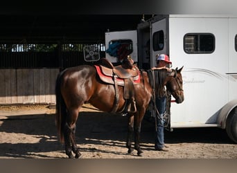 American Quarter Horse, Castrone, 2 Anni, Baio ciliegia