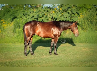 American Quarter Horse, Castrone, 2 Anni, Baio ciliegia