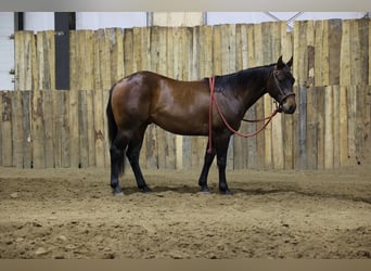 American Quarter Horse, Castrone, 2 Anni, Baio