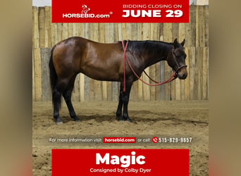 American Quarter Horse, Castrone, 2 Anni, Baio
