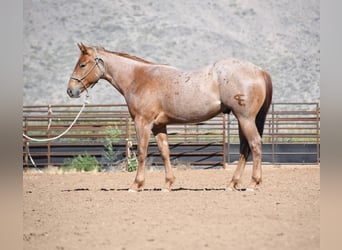 American Quarter Horse, Castrone, 2 Anni, Roano rosso