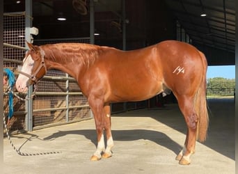 American Quarter Horse, Castrone, 2 Anni, Sauro ciliegia