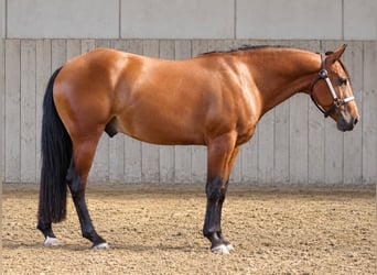 American Quarter Horse, Castrone, 3 Anni, 140 cm, Baio