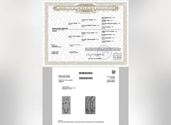 American Quarter Horse, Castrone, 3 Anni, 140 cm, Sauro scuro