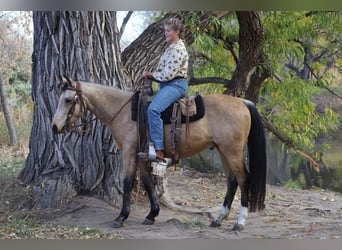 American Quarter Horse, Castrone, 3 Anni, 142 cm, Pelle di daino