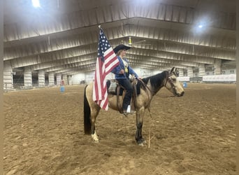 American Quarter Horse, Castrone, 3 Anni, 142 cm, Pelle di daino