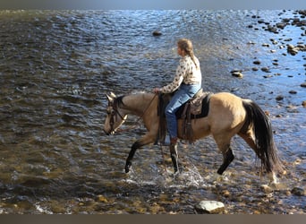 American Quarter Horse, Castrone, 3 Anni, 142 cm, Pelle di daino