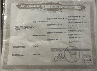 American Quarter Horse, Castrone, 3 Anni, 142 cm, Roano blu