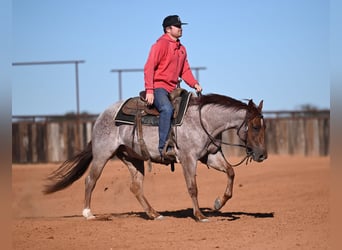 American Quarter Horse, Castrone, 3 Anni, 142 cm, Roano rosso