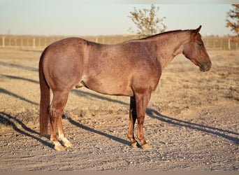 American Quarter Horse, Castrone, 3 Anni, 142 cm, Roano rosso