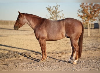 American Quarter Horse, Castrone, 3 Anni, 142 cm, Roano rosso