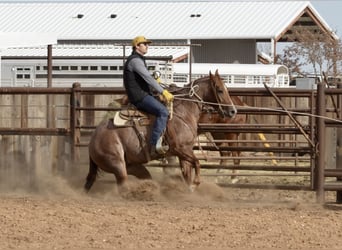 American Quarter Horse, Castrone, 3 Anni, 142 cm, Roano rosso