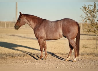 American Quarter Horse, Castrone, 3 Anni, 142 cm, Roano rosso