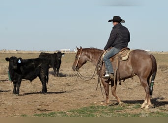 American Quarter Horse, Castrone, 3 Anni, 142 cm, Roano rosso