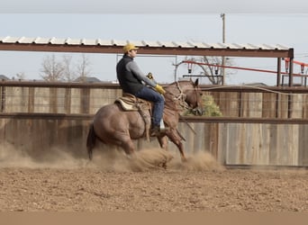 American Quarter Horse, Castrone, 3 Anni, 142 cm, Roano rosso