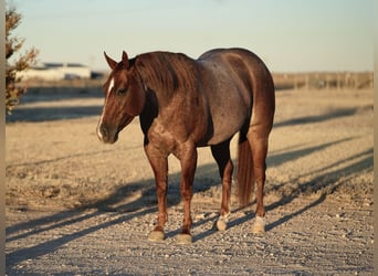 American Quarter Horse, Castrone, 3 Anni, 142 cm, Roano rosso