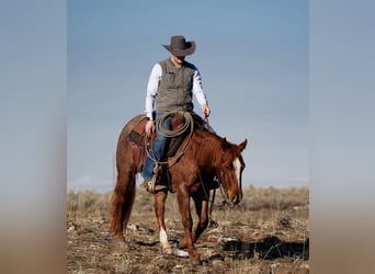 American Quarter Horse, Castrone, 3 Anni, 142 cm, Roano rosso