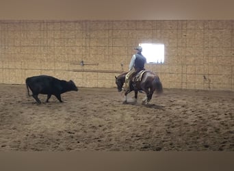 American Quarter Horse, Castrone, 3 Anni, 142 cm, Sauro scuro