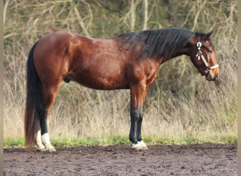 American Quarter Horse, Castrone, 3 Anni, 145 cm, Baio