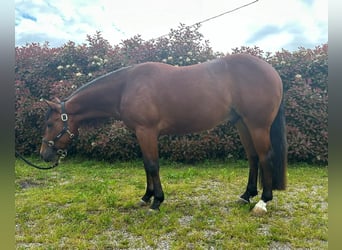 American Quarter Horse, Castrone, 3 Anni, 145 cm, Baio