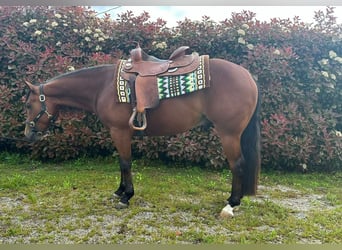 American Quarter Horse, Castrone, 3 Anni, 145 cm, Baio