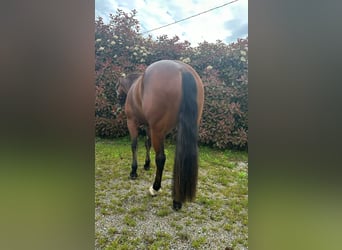 American Quarter Horse, Castrone, 3 Anni, 145 cm, Baio