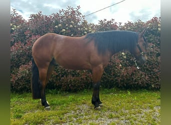 American Quarter Horse, Castrone, 3 Anni, 145 cm, Baio