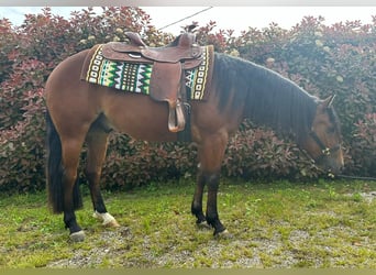 American Quarter Horse, Castrone, 3 Anni, 145 cm, Baio