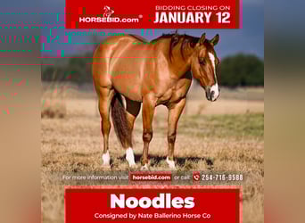 American Quarter Horse, Castrone, 3 Anni, 145 cm, Falbo