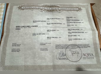 American Quarter Horse, Castrone, 3 Anni, 145 cm, Palomino