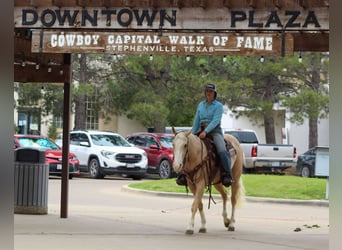 American Quarter Horse, Castrone, 3 Anni, 145 cm, Palomino
