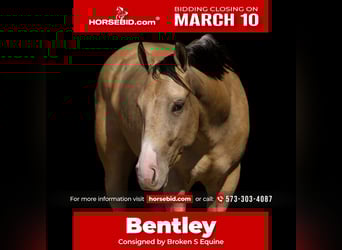 American Quarter Horse, Castrone, 3 Anni, 145 cm, Pelle di daino