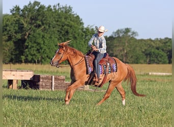 American Quarter Horse, Castrone, 3 Anni, 145 cm, Red dun