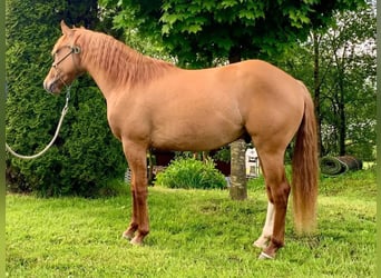 American Quarter Horse, Castrone, 3 Anni, 145 cm, Red dun