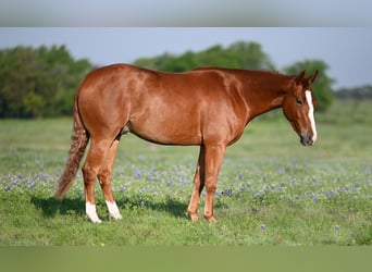 American Quarter Horse, Castrone, 3 Anni, 145 cm, Sauro ciliegia