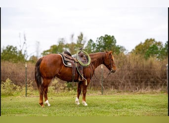 American Quarter Horse, Castrone, 3 Anni, 145 cm, Sauro ciliegia