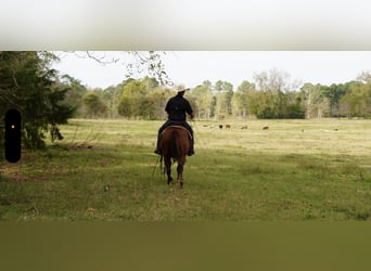 American Quarter Horse, Castrone, 3 Anni, 145 cm, Sauro ciliegia