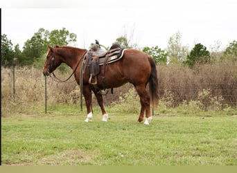 American Quarter Horse, Castrone, 3 Anni, 145 cm, Sauro ciliegia