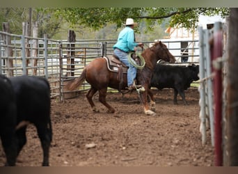 American Quarter Horse, Castrone, 3 Anni, 145 cm, Sauro ciliegia