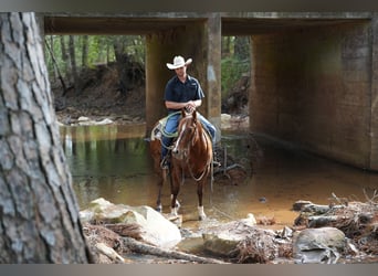 American Quarter Horse, Castrone, 3 Anni, 145 cm, Sauro ciliegia