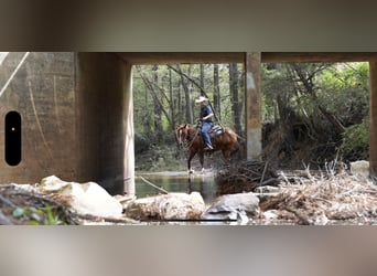 American Quarter Horse, Castrone, 3 Anni, 145 cm, Sauro ciliegia