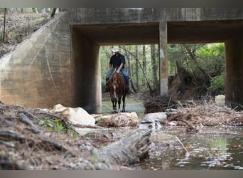 American Quarter Horse, Castrone, 3 Anni, 145 cm, Sauro ciliegia