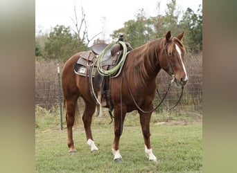 American Quarter Horse, Castrone, 3 Anni, 145 cm, Sauro ciliegia