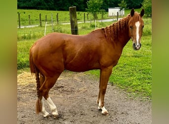 American Quarter Horse, Castrone, 3 Anni, 145 cm, Sauro