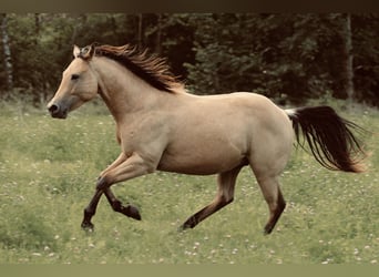 American Quarter Horse, Castrone, 3 Anni, 146 cm, Pelle di daino